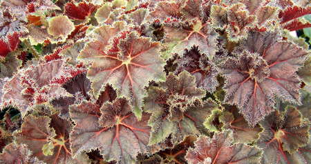 B. ‘Carol Knight’